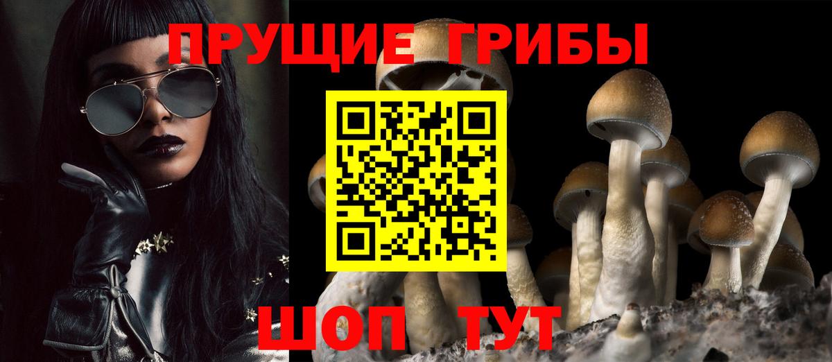 Псилоцибиновые грибы Cubensis Полысаево
